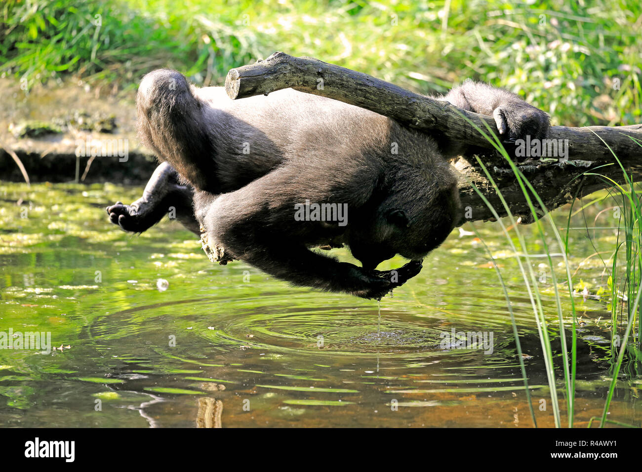 Westlicher Flachlandgorilla, Erwachsene am Wasser, trinken, Afrika, (Gorilla gorilla Gorilla) Stockfoto