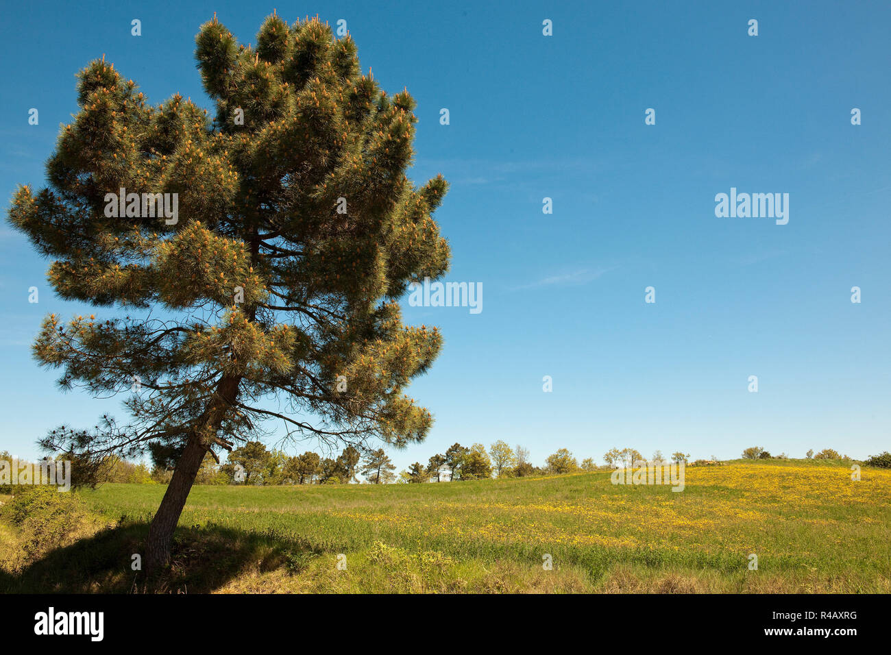 Aleppo-kiefern, Toskana, Italien, Europa, (Pinus halepensis) Stockfoto