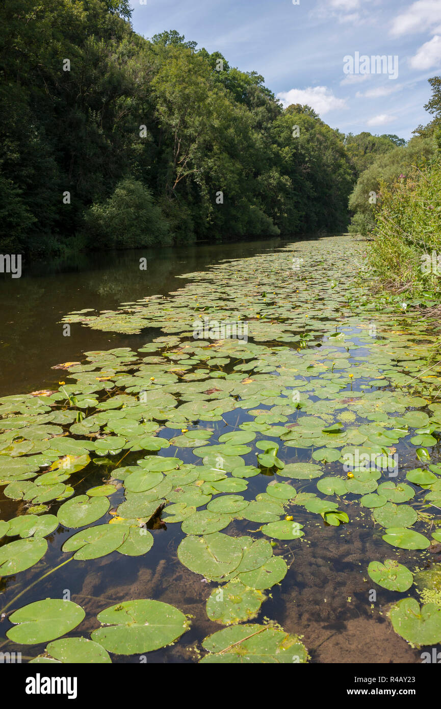 Gelbe Teich - Lily, Jagsttal, baechlingen, Hohenlohe, Baden-Württemberg, Heilbronn-franken, Deutschland, Bächlingen, (Nuphar luteum) Stockfoto