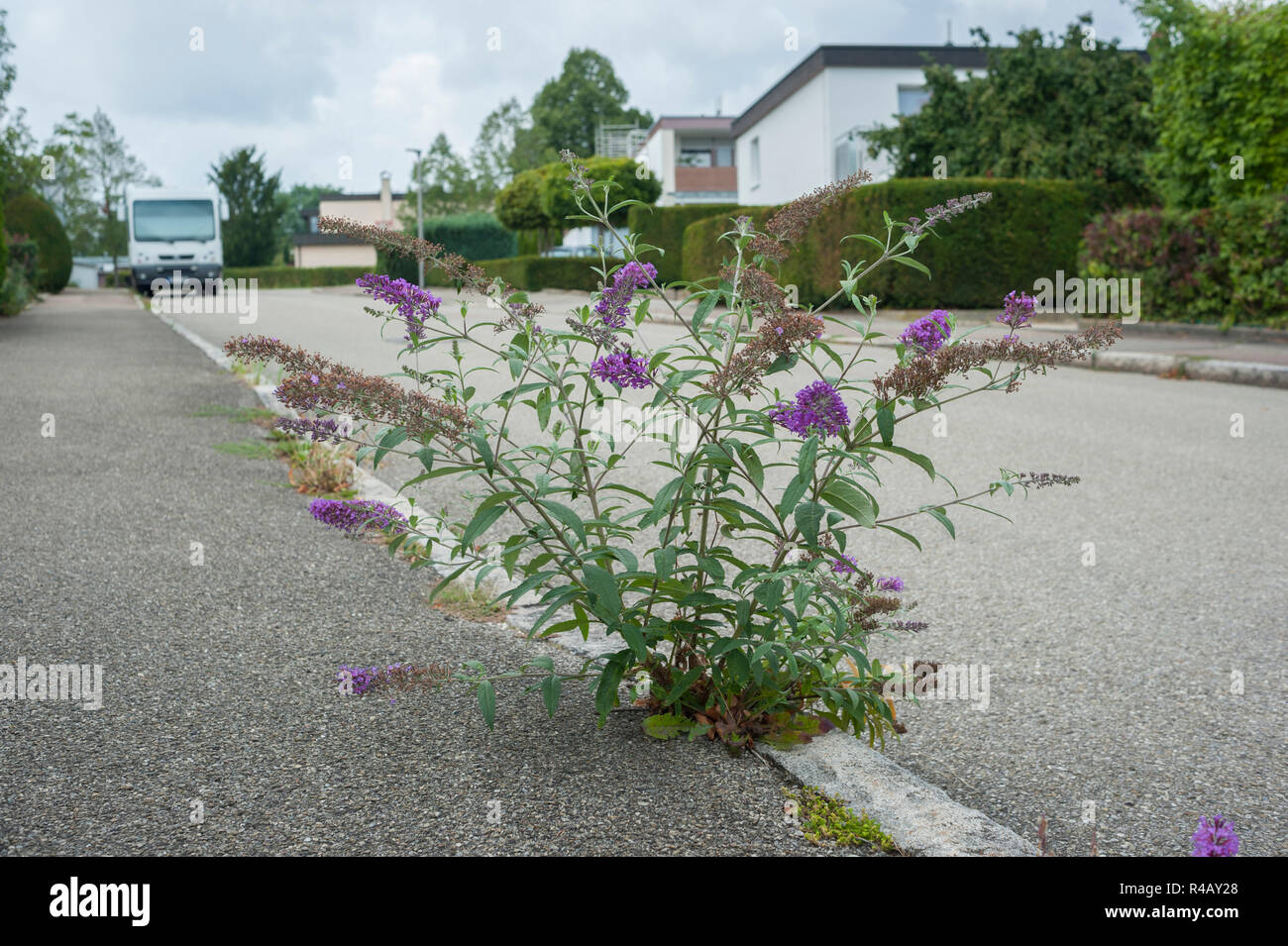 Sommer lila, Hohenlohe, Schwäbisch Hall, Baden-Württemberg, Deutschland, Heilbronn-franken, (buddleja) Stockfoto