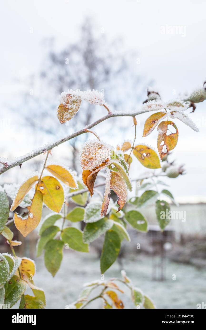 Gefroren Blatt auf eine Niederlassung außerhalb in einem Wintergarten. Stockfoto