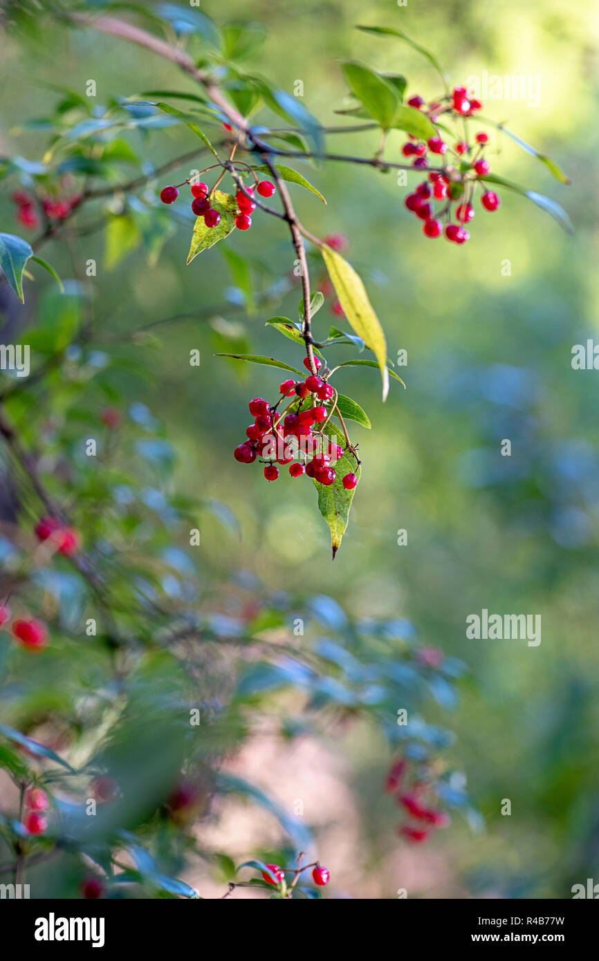 Nahaufnahme der leuchtend rote, winter Beeren der Viburnum opulus auch als Gefüllte Schneeball Strauch bekannt Stockfoto