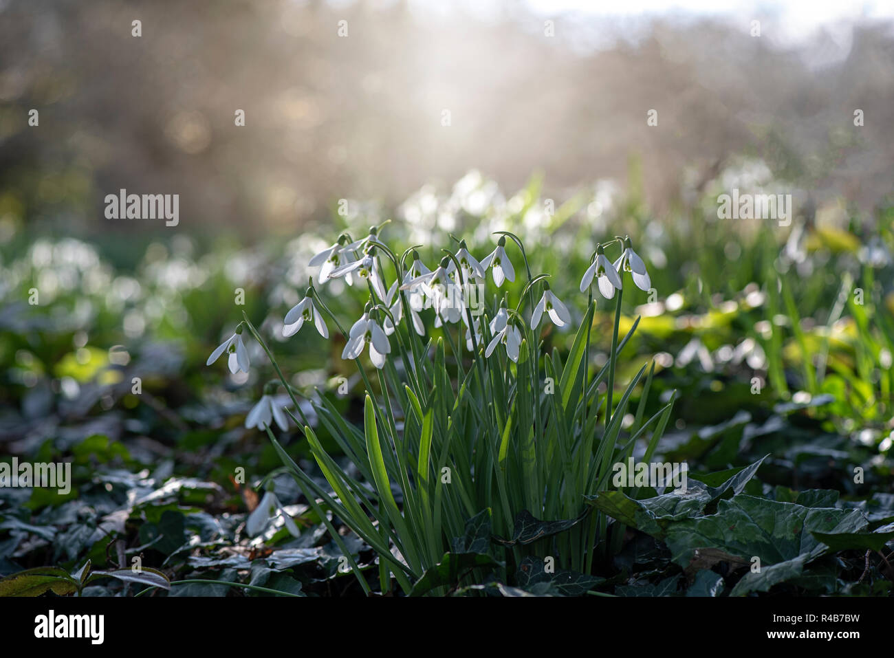 Nahaufnahme der schöne Frühling blühende Gemeinsamen weißen Schneeglöckchen Frühlingsblumen auch als Galanthus Nivalis bekannt. Stockfoto