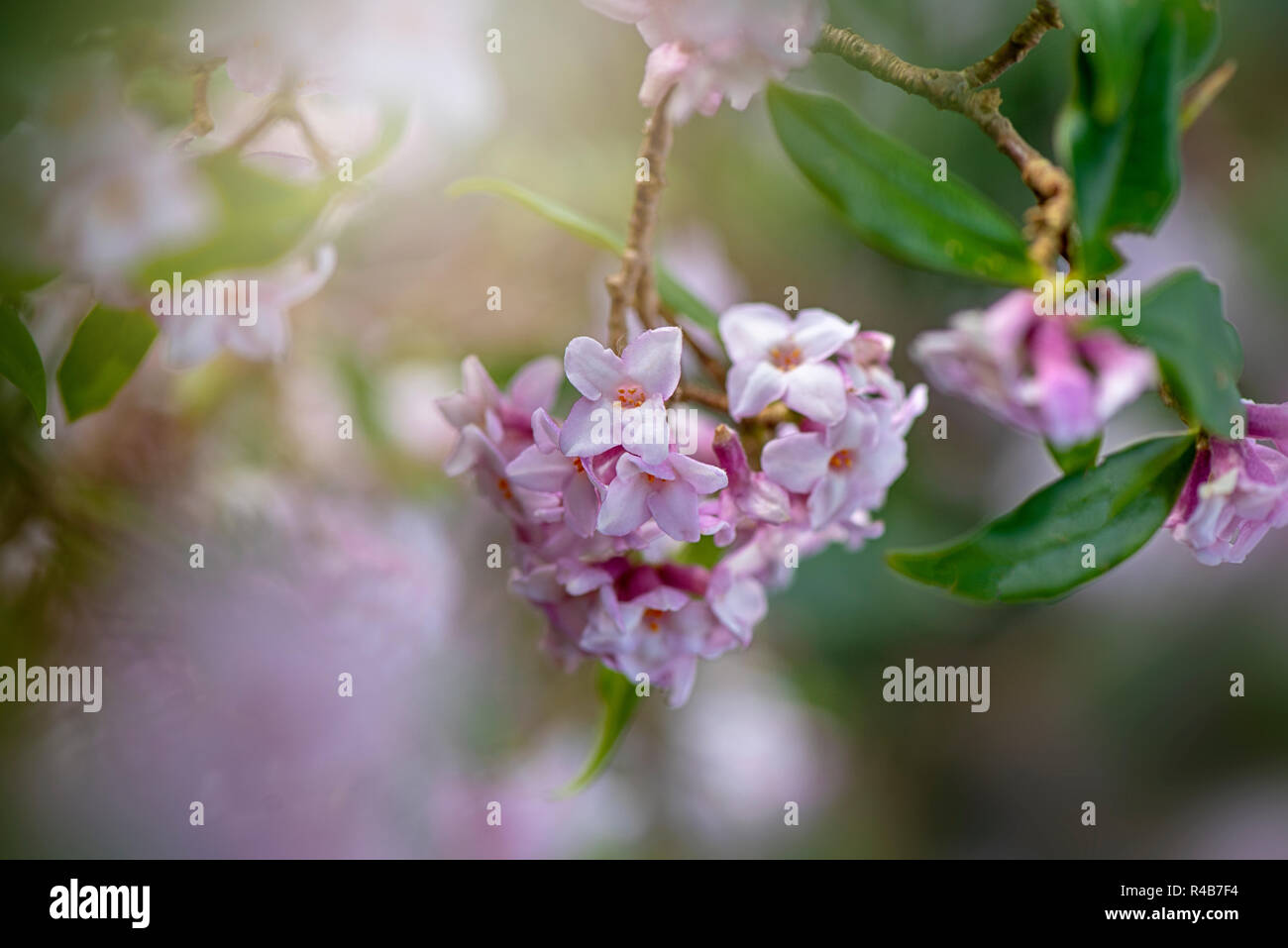 Nahaufnahme der schönen Frühling, rosa Blüten von Daphne bholua 'Jaqueline Postill' oder Daphne" Jacqueline Postill" ein Frühling blühende Strauch. Stockfoto