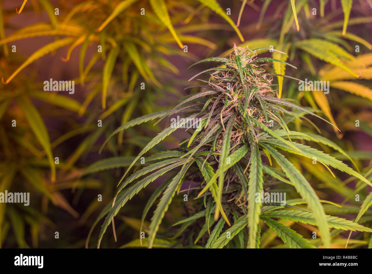 Nahaufnahme der Einige homegrown Marihuana Stockfoto