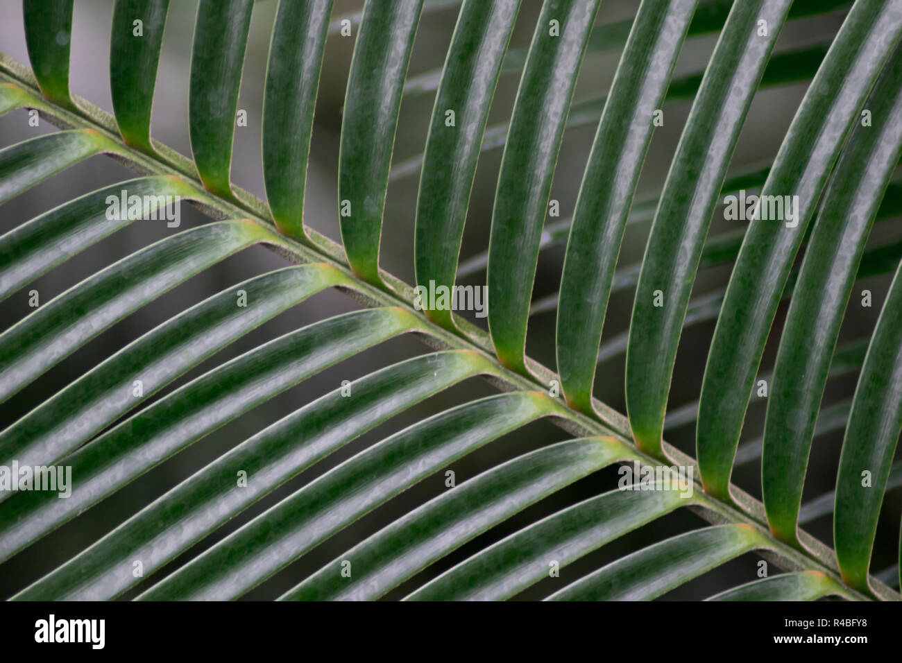 Closeup Schuß aus Palmblättern Stockfoto