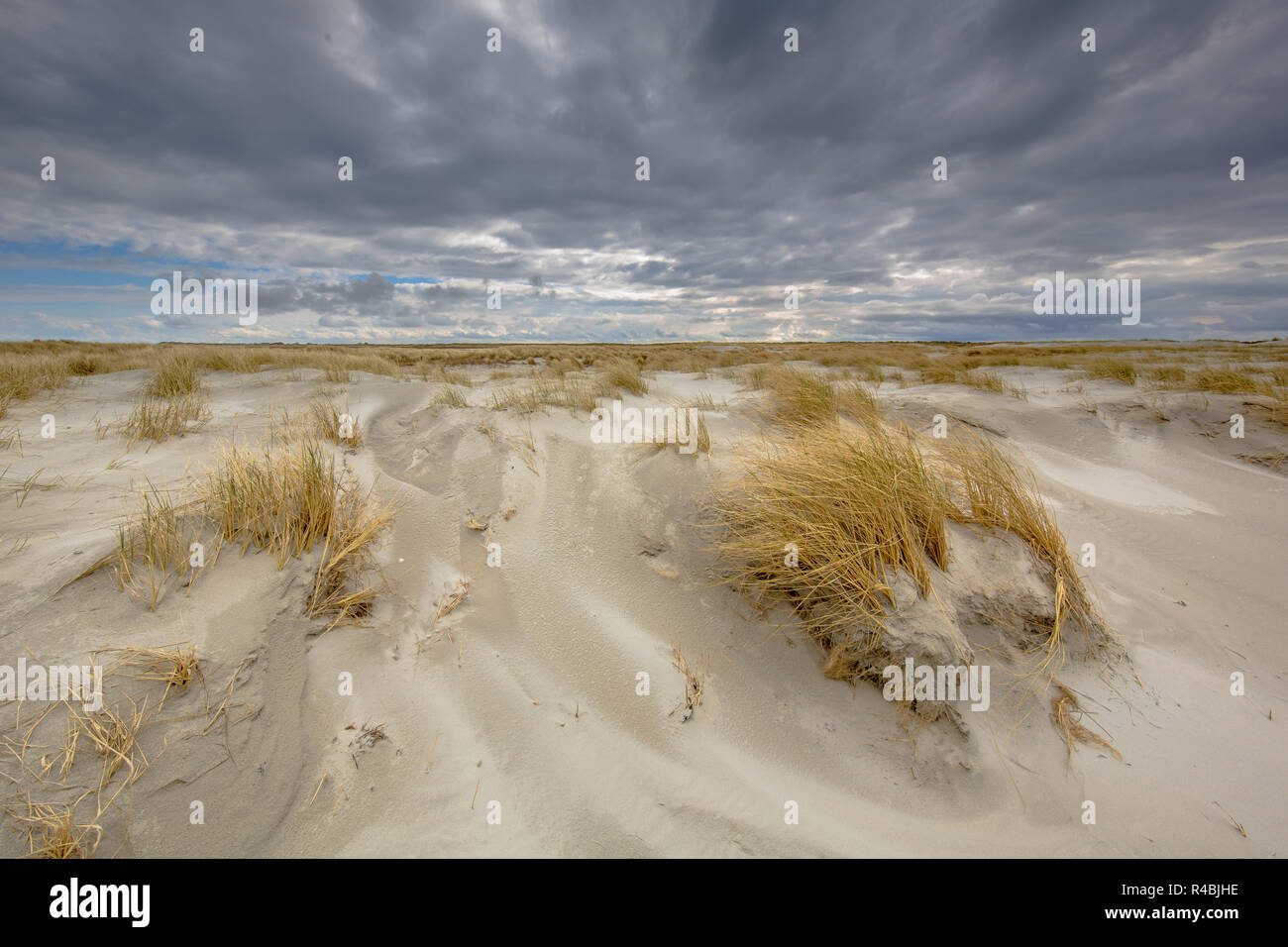 Prozess der Entstehung von Dünen an der Küste auf unbewohnten Rottumerplaat Insel im Wattenmeer, Niederlande Stockfoto