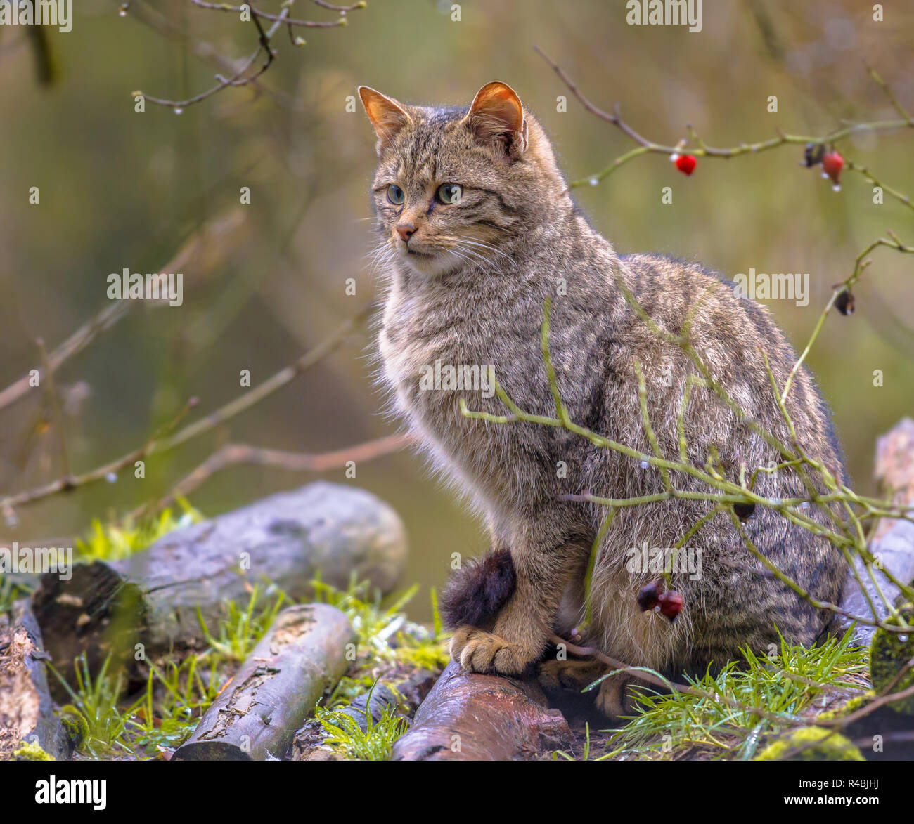 Die europäische Wildkatze (Felis silvestris) Beobachtung etwas Interessantes in den Wald, während im Hinterhalt sitzen an einem regnerischen Tag Stockfoto