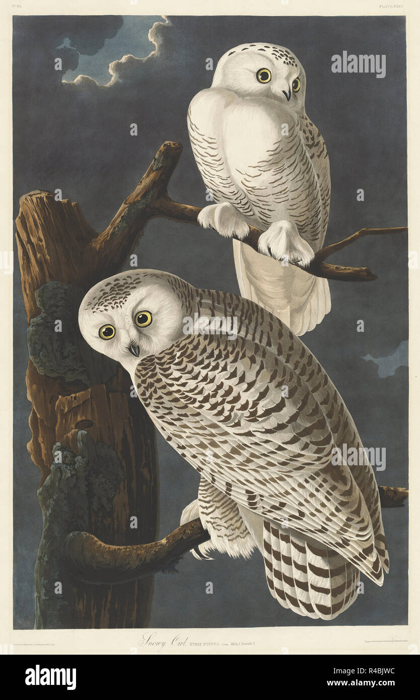 Snowy Owl. Stand: 1831. Abmessungen: Platte: 89,5 x 65,4 cm (35 1/4 x 25 3/4 in.) Blatt: 100,7 x 68 cm (39 5/8 x 26 3/4 in.). Medium: Handcolorierte Radierung und Aquatinta auf Whatman Papier. Museum: Nationalgalerie, Washington DC. Autor: Robert Havell nach John James Audubon. John James Audubon. ROBERT HAVELL DER JÜNGERE. AUDUBON, John James. Stockfoto