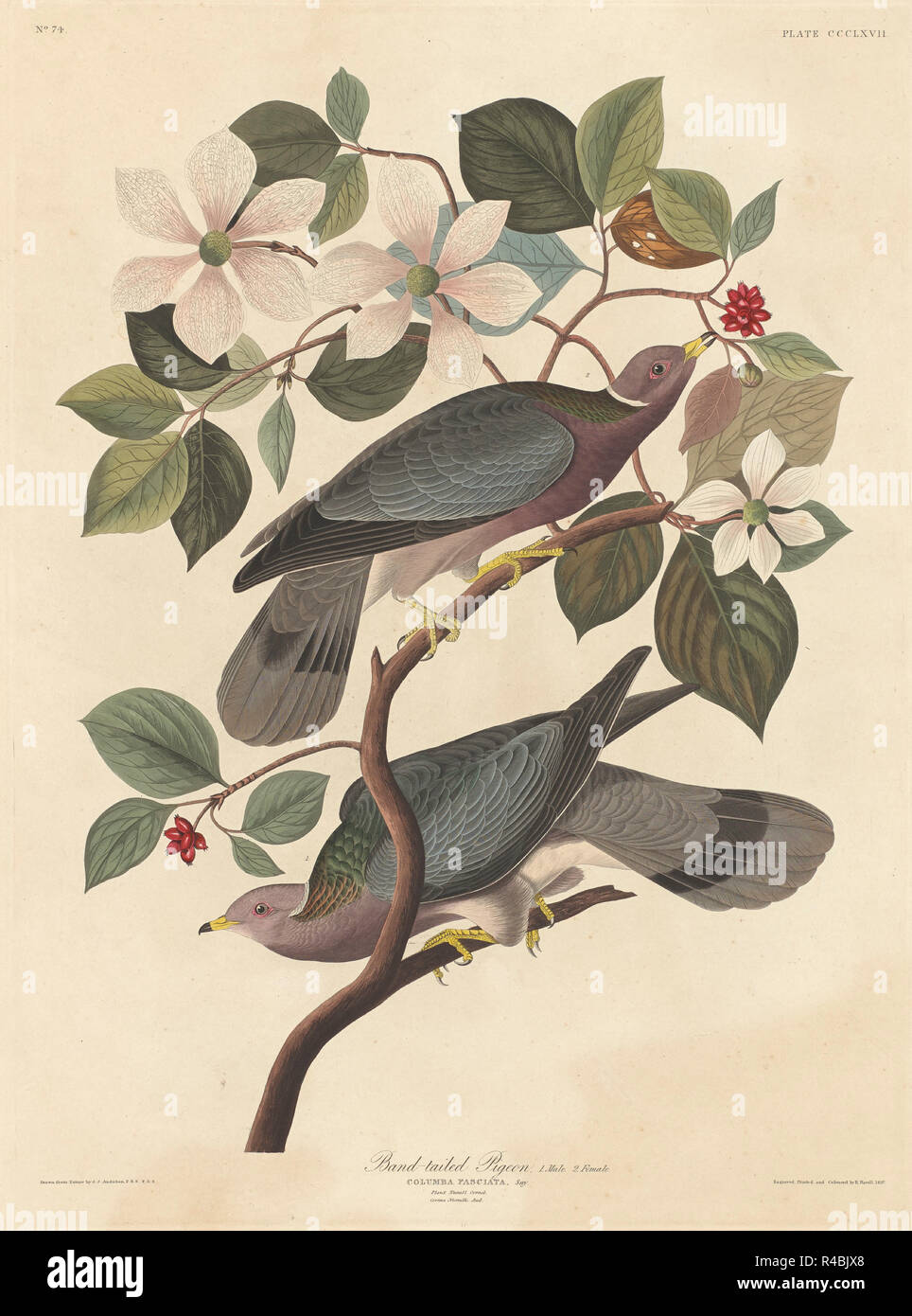 Band-tailed Pigeon. Stand: 1837. Medium: Handcolorierte Radierung und Aquatinta auf Whatman Papier. Museum: Nationalgalerie, Washington DC. Autor: Robert Havell nach John James Audubon. John James Audubon. ROBERT HAVELL DER JÜNGERE. Stockfoto