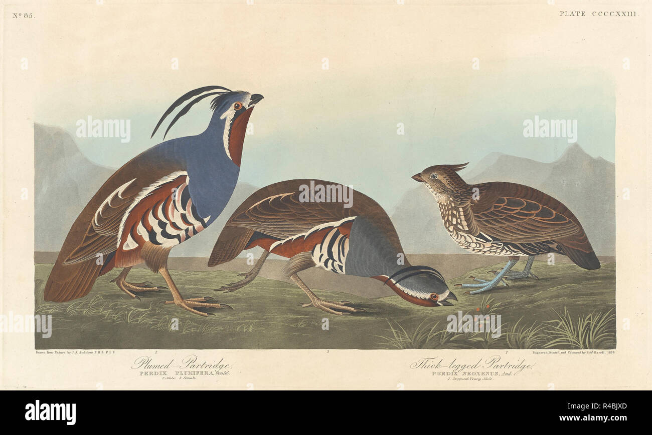 Plumed Rebhuhn und Dicke-legged Partridge. Stand: 1838. Medium: Handcolorierte Radierung und Aquatinta auf Whatman Papier. Museum: Nationalgalerie, Washington DC. Autor: Robert Havell nach John James Audubon. AUDUBON, John James. Stockfoto