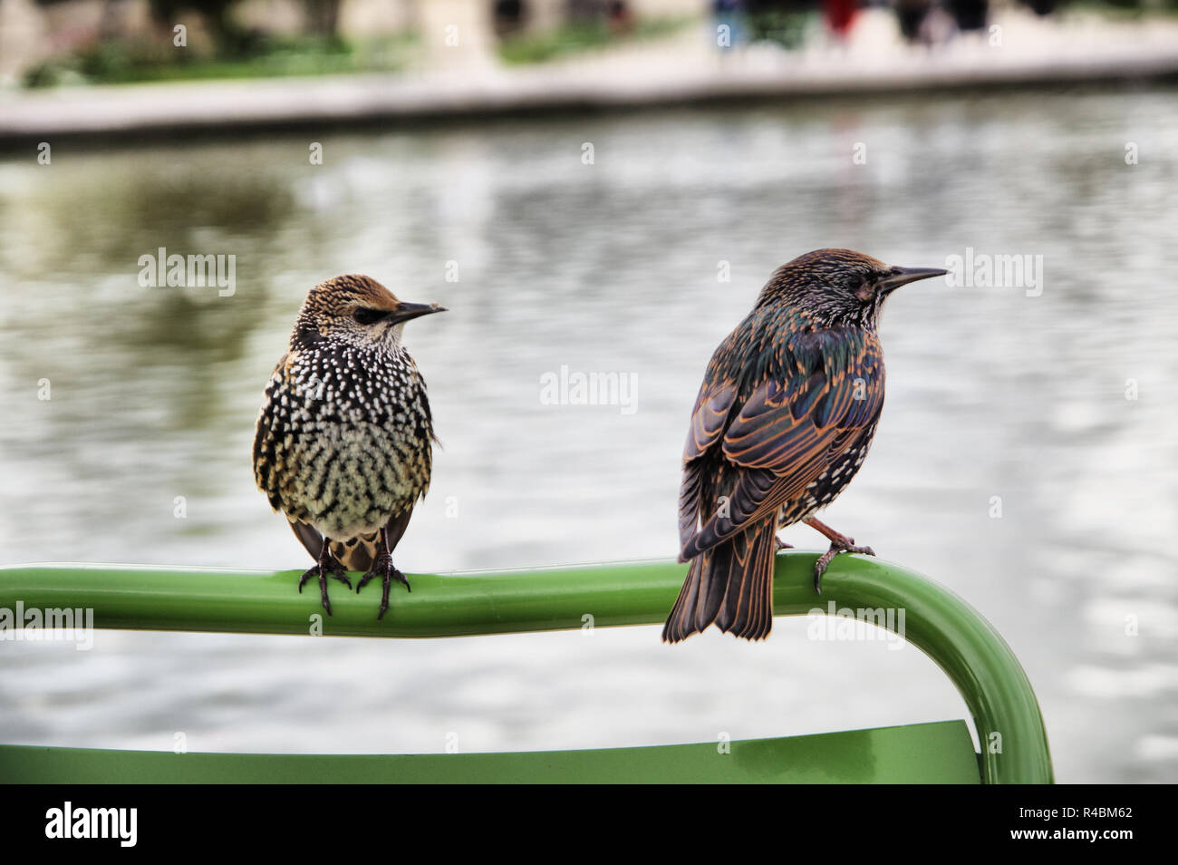 Sturnus vulgaris, europäischen Stare in einem öffentlichen Park Stockfoto