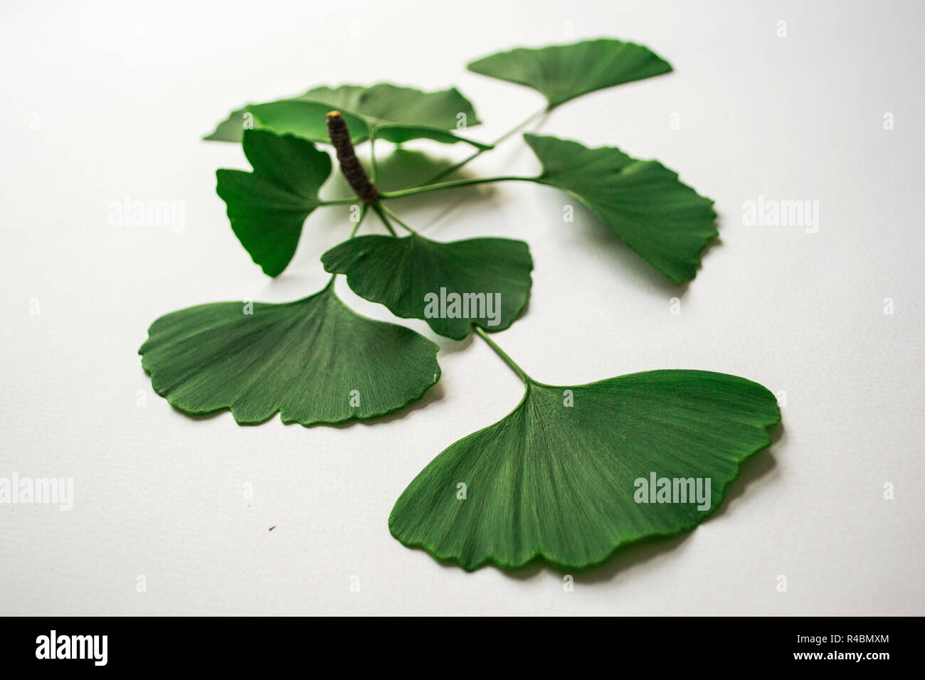 Ginkgo Biloba Blätter Stockfoto