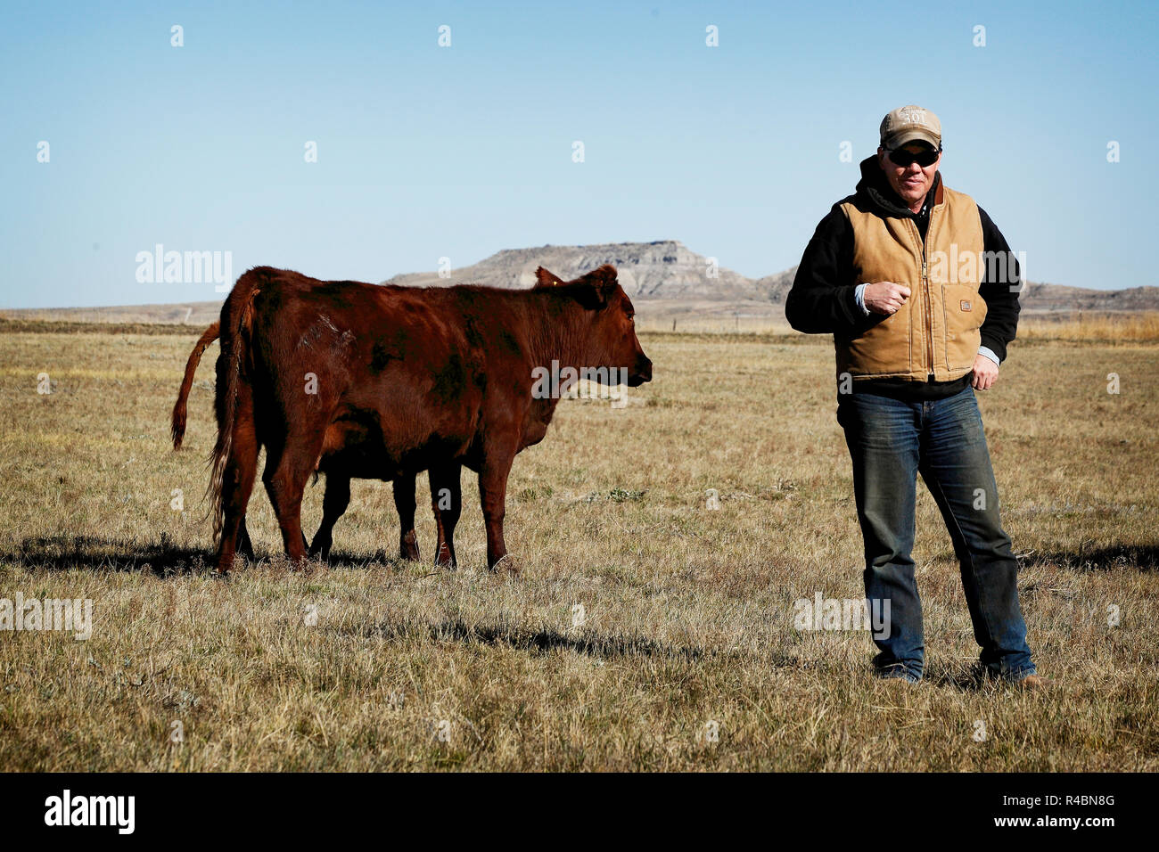 Rancher Bret Clanton freut sich nicht auf einen Tag, an dem die Pipeline 3 Meilen seines Rinderfarm-Landes durchtrennt. Er und seine Nachbarn drohten ihm mit einer hervorragenden Domäne und unterzeichneten 2007-2008 einen Vertrag mit TransCanada zur ewigen Erleichterung. Zu Billings Gazette sagt er: „Sie sollten es bauen oder das h... Von hier raus bekommen“ Stockfoto