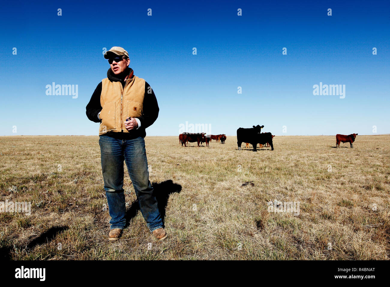 Rancher Bret Clanton freut sich nicht auf einen Tag, an dem die Pipeline 3 Meilen seines Rinderfarm-Landes durchtrennt. Er und seine Nachbarn drohten ihm mit einer hervorragenden Domäne und unterzeichneten 2007-2008 einen Vertrag mit TransCanada zur ewigen Erleichterung. Zu Billings Gazette sagt er: „Sie sollten es bauen oder das h... Von hier raus bekommen“ Stockfoto