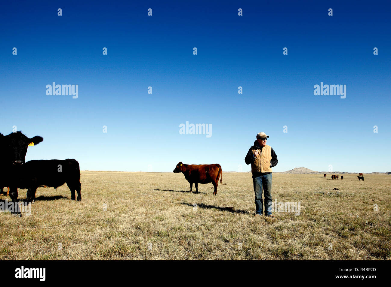 Rancher Bret Clanton freut sich nicht auf einen Tag, an dem die Pipeline 3 Meilen seines Rinderfarm-Landes durchtrennt. Er und seine Nachbarn drohten ihm mit einer hervorragenden Domäne und unterzeichneten 2007-2008 einen Vertrag mit TransCanada zur ewigen Erleichterung. Zu Billings Gazette sagt er: „Sie sollten es bauen oder das h... Von hier raus bekommen“ Stockfoto