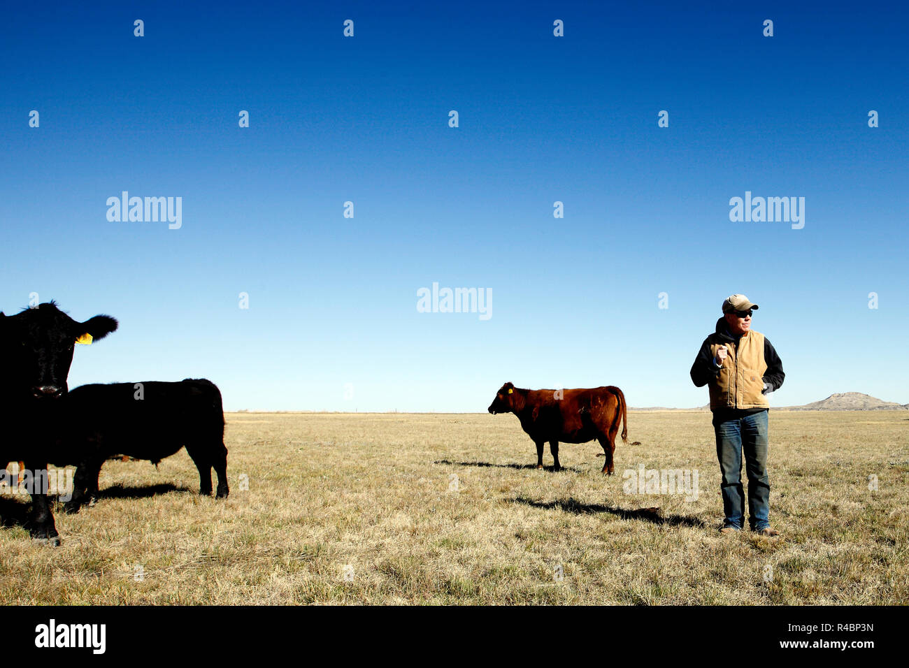 Rancher Bret Clanton freut sich nicht auf einen Tag, an dem die Pipeline 3 Meilen seines Rinderfarm-Landes durchtrennt. Er und seine Nachbarn drohten ihm mit einer hervorragenden Domäne und unterzeichneten 2007-2008 einen Vertrag mit TransCanada zur ewigen Erleichterung. Zu Billings Gazette sagt er: „Sie sollten es bauen oder das h... Von hier raus bekommen“ Stockfoto