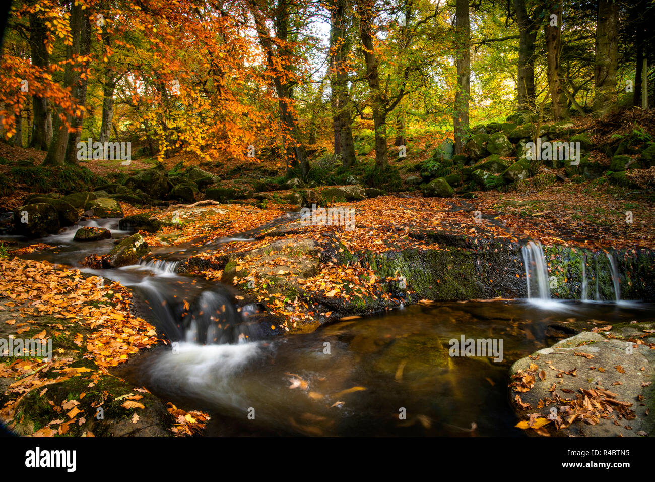 Cloghleagh Glen in Wicklow Mountains National Park Stockfoto