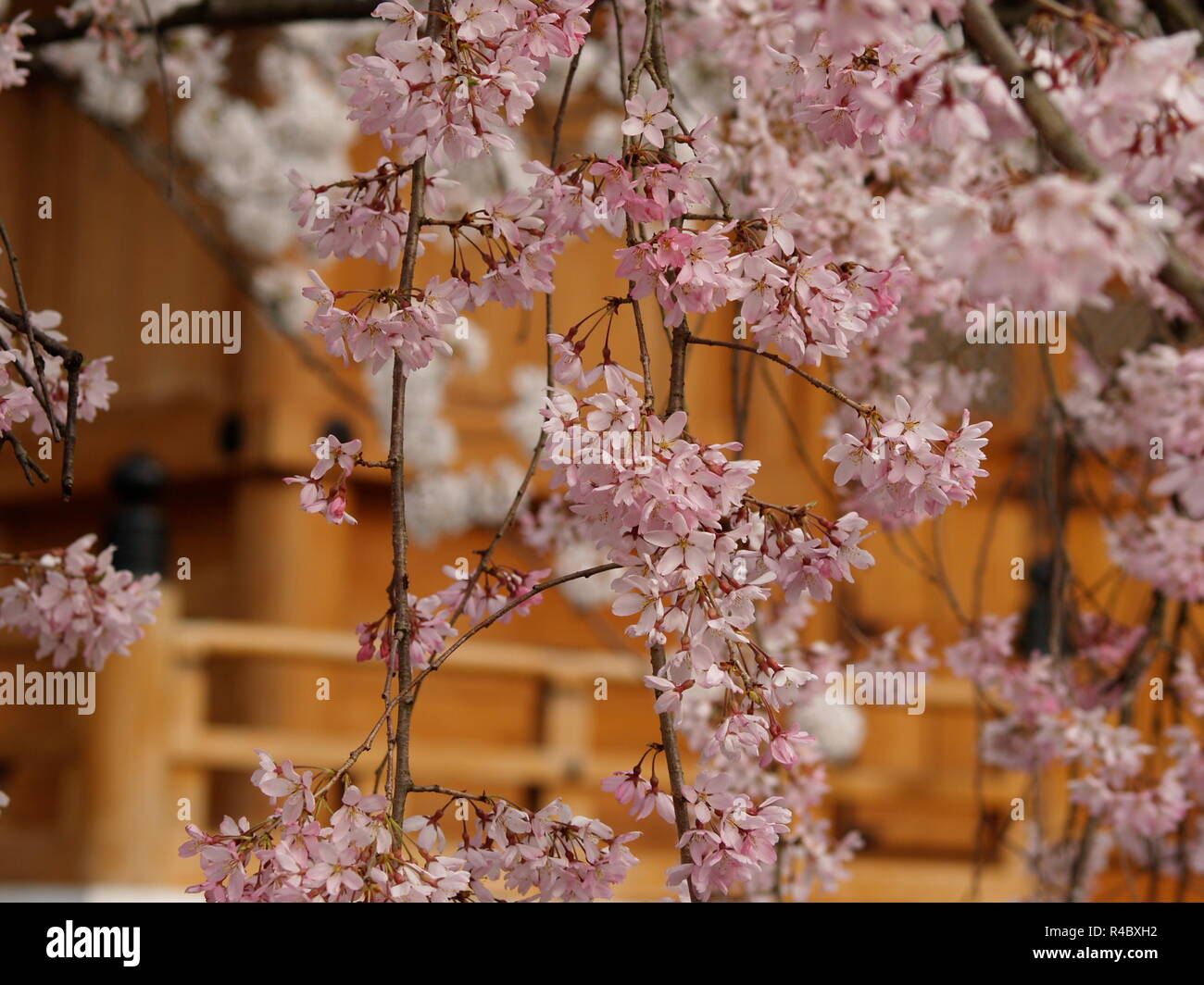 Pink Sakura mit natürlichem Holz Hintergrund, Kyoto Stockfoto