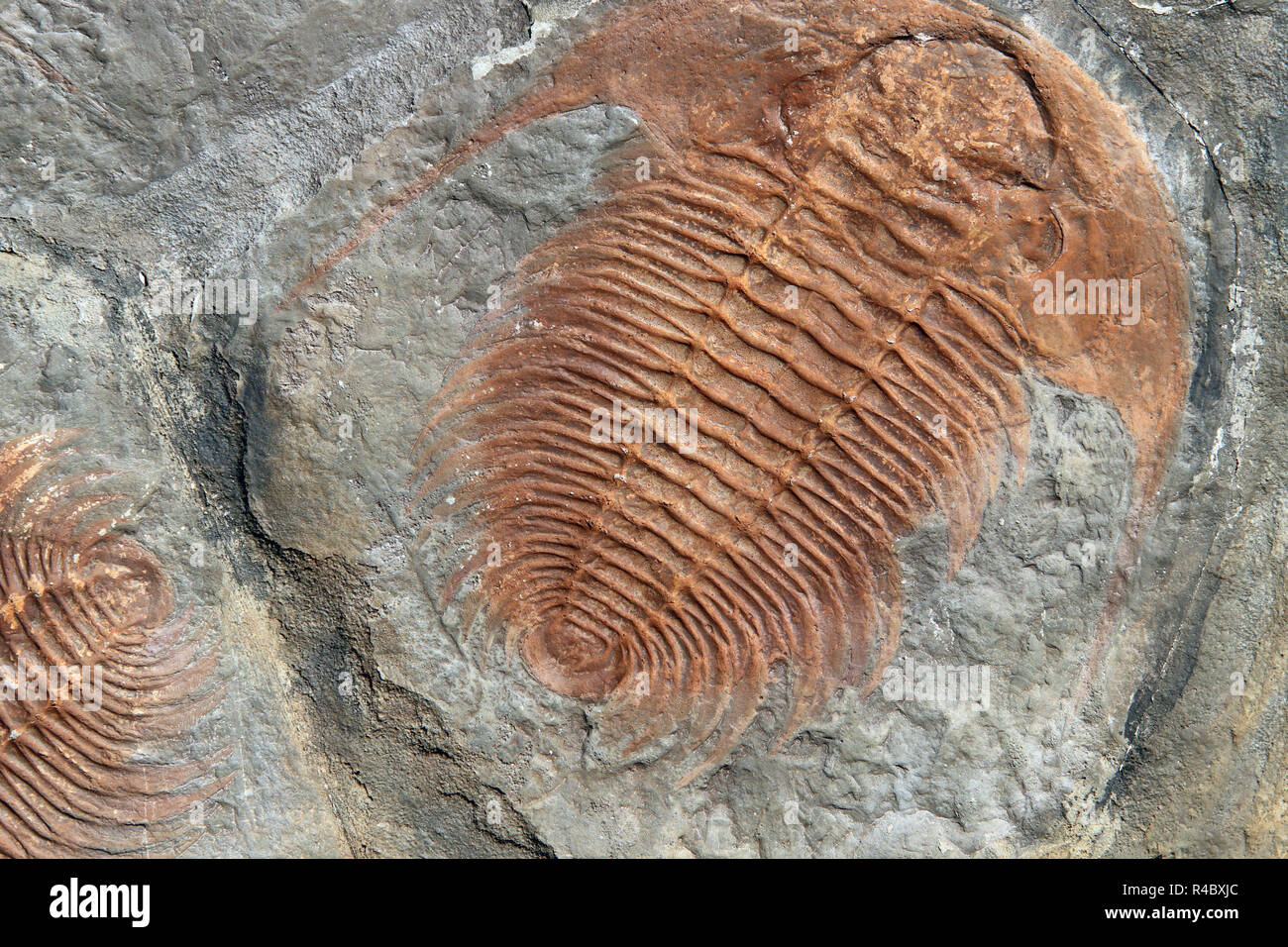 Fossil eines Trilobiten aus den frühen Ordovizium Zeitraum Stockfoto