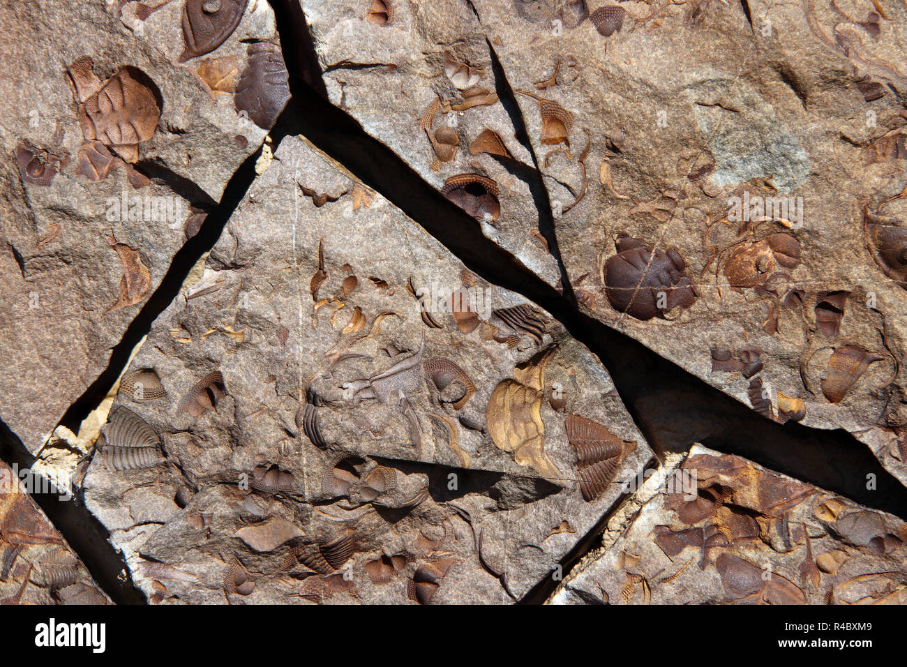 Gruppe der späten Krustentier Fossilien von Austern aus Nord-Böhmen, Tschechische Republik Stockfoto