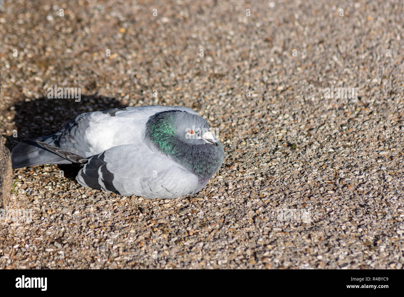 Eine Wilde Taube (Columba livia domestica) oder rock dove sitzend oder liegend in der Sonne zusammengekauert auf dem Boden an einem sonnigen Herbsttag Stockfoto