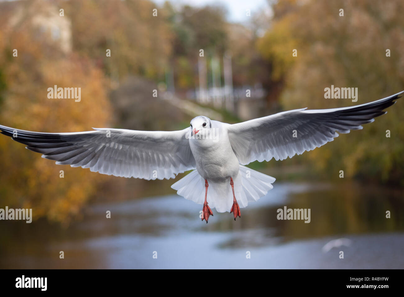 Schließen Sie eine schwarze Überschrift Möwe (Chroicocephalus ridibundus) bei Erwachsenen winter Gefieder fliegen Flügel erweitert Stockfoto