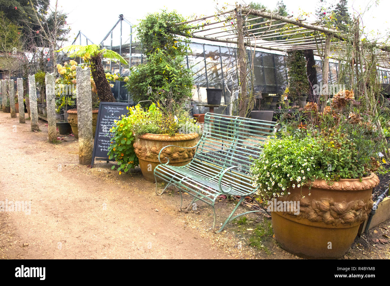 November in Petersham Baumschulen, Richmond, TW10 Stockfoto