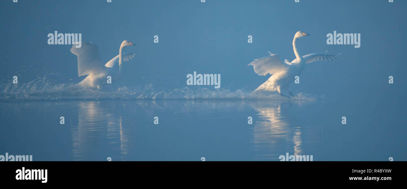 Sunrise und Schwäne Landung Stockfoto