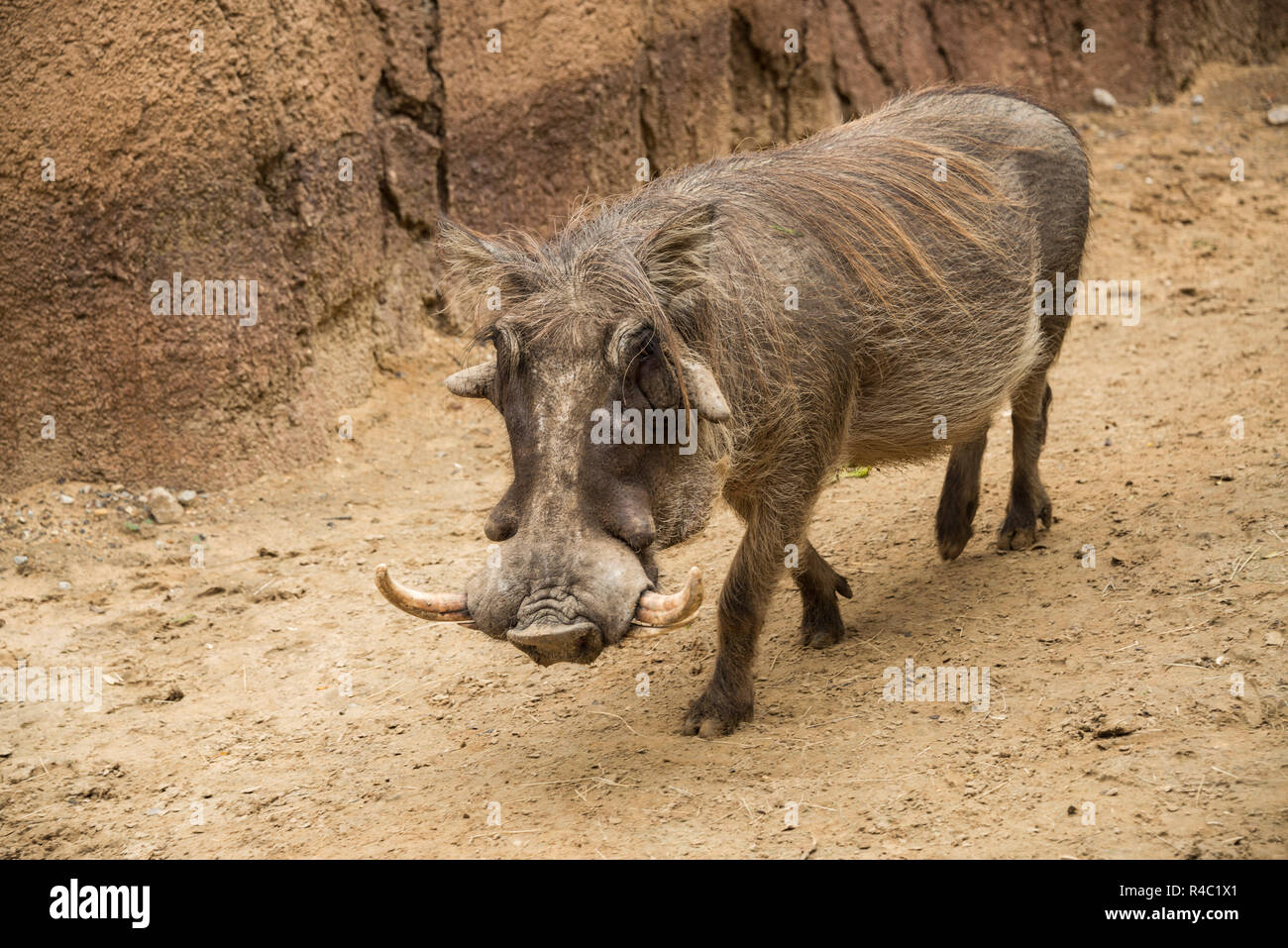 Afrikanische mann Warzenschwein Eber mit Stoßzähnen, groben Haar und große Gesichtsbehandlung wattles Stockfoto