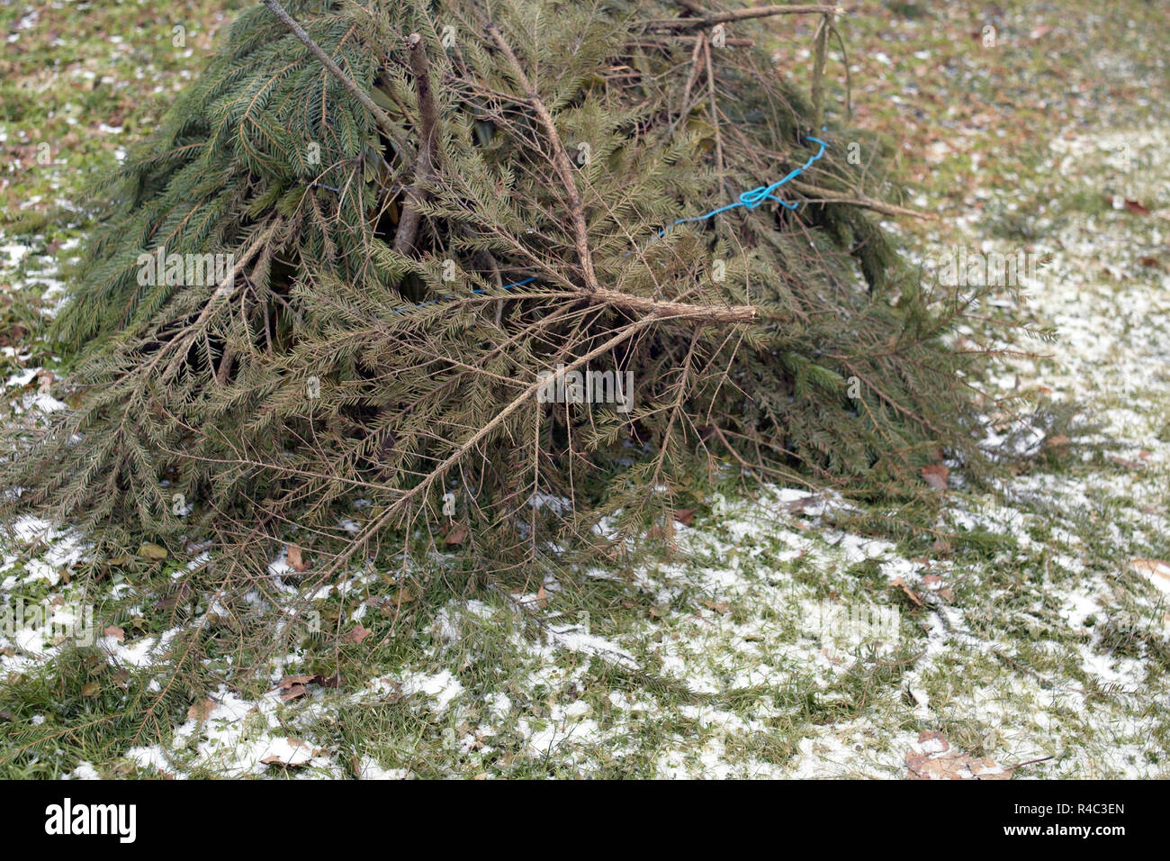 In der Nähe einer Anlage mit Tannenbaum Niederlassungen für Schutz im Winter, Außenaufnahme Stockfoto