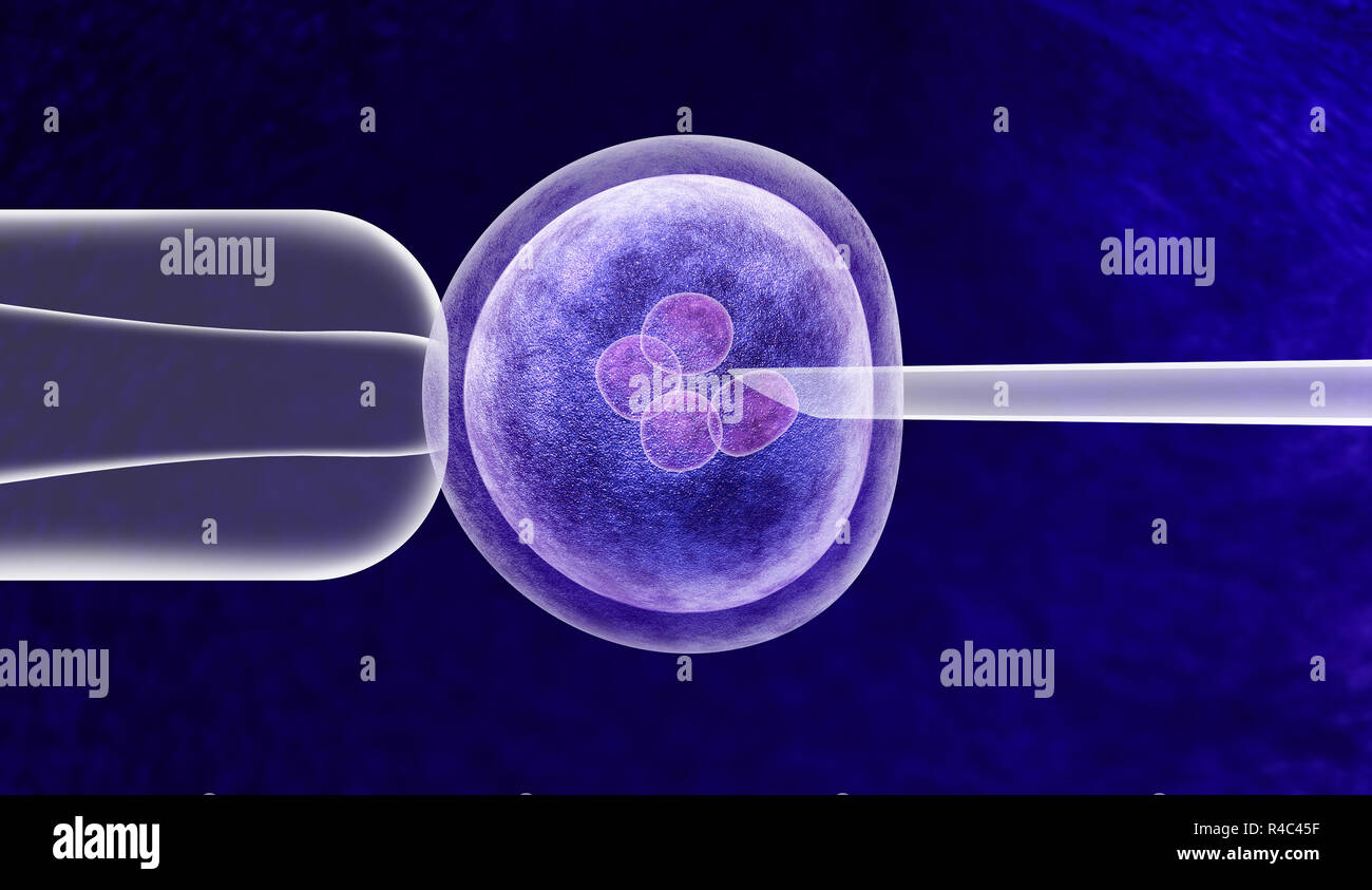Gen Bearbeiten von In-vitro-genetischen CRISPR Genom engineering Medizinische Biotechnologie Gesundheitswesen Konzept mit einer befruchteten menschlichen Eizelle Embryo. Stockfoto