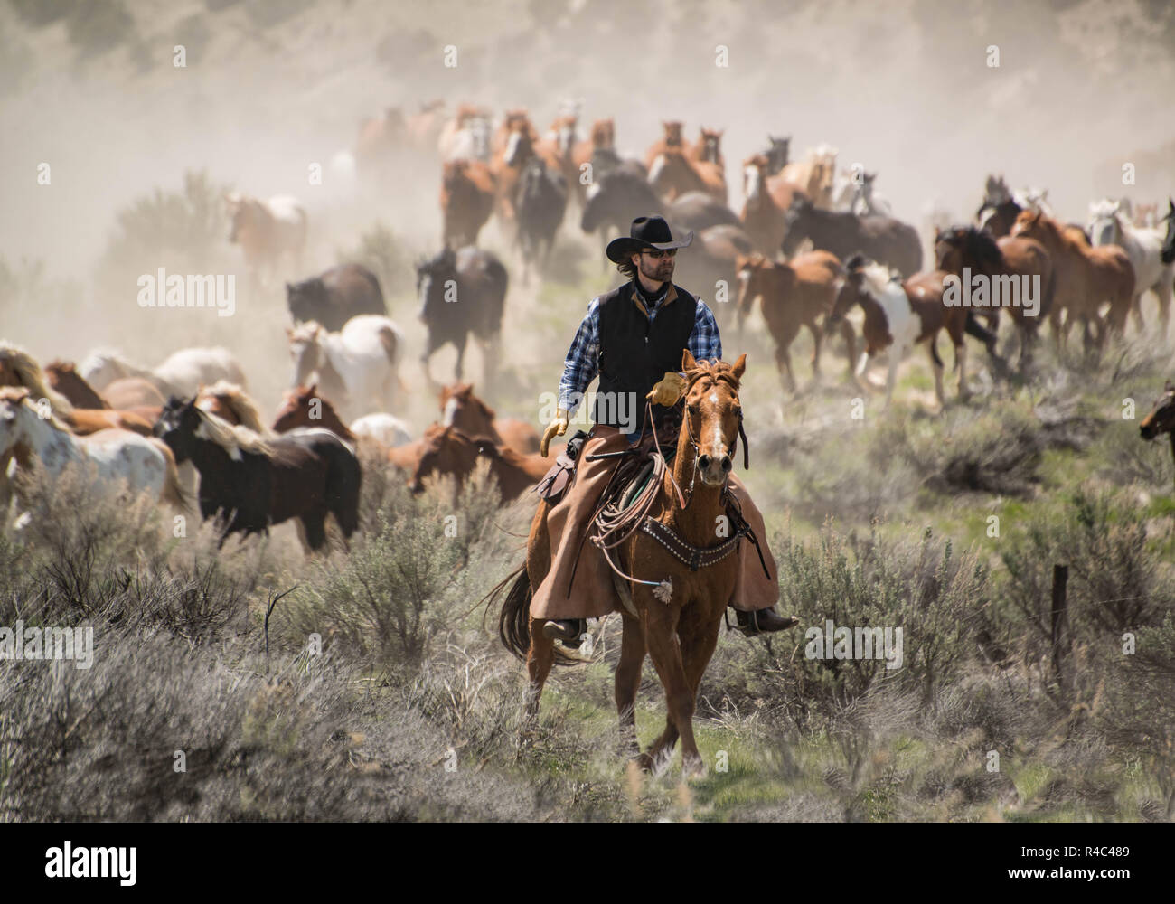 Wrangler Cowboy Ranch Hand reiten Sauerampfer Pferd im Galopp aufrunden Herde der Pferde während Trail fahren, Craig, CO, USA Mai 5, 2018 Stockfoto