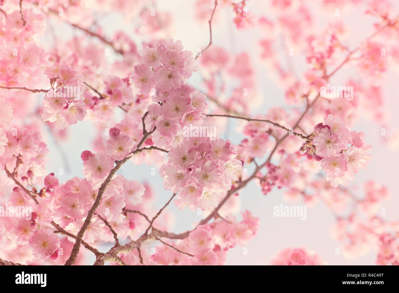 Nahaufnahme der schönen Frühling rosa Blüte der Ritterschlag cherry tree - Prunus Accolade Stockfoto