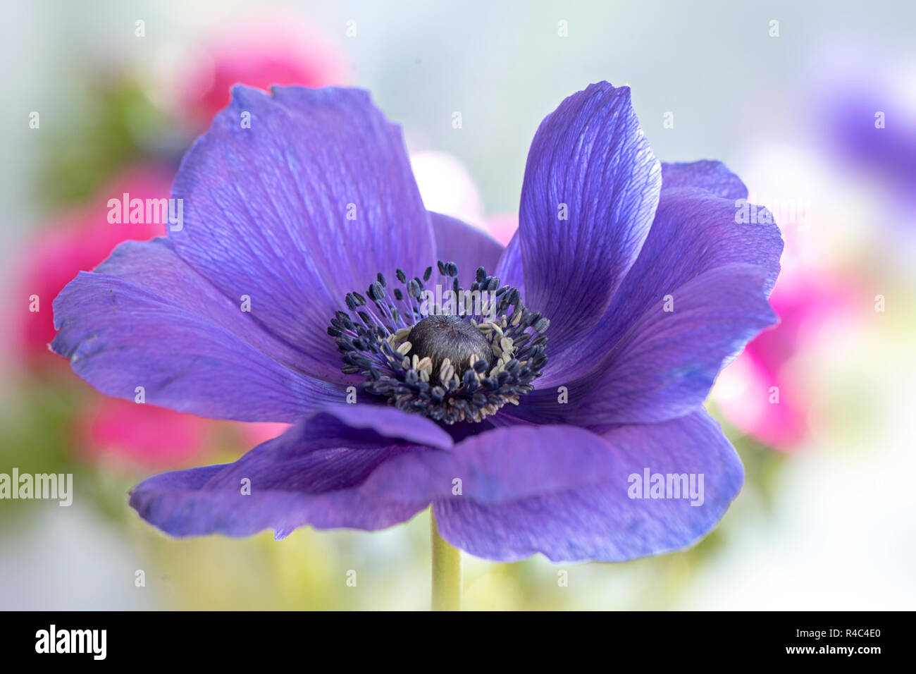 Nahaufnahme der wunderschöne Anemone de Caen purple spring flower auch als Cuneata, Anemone coronaria oder Poppy Anemone bekannt Stockfoto
