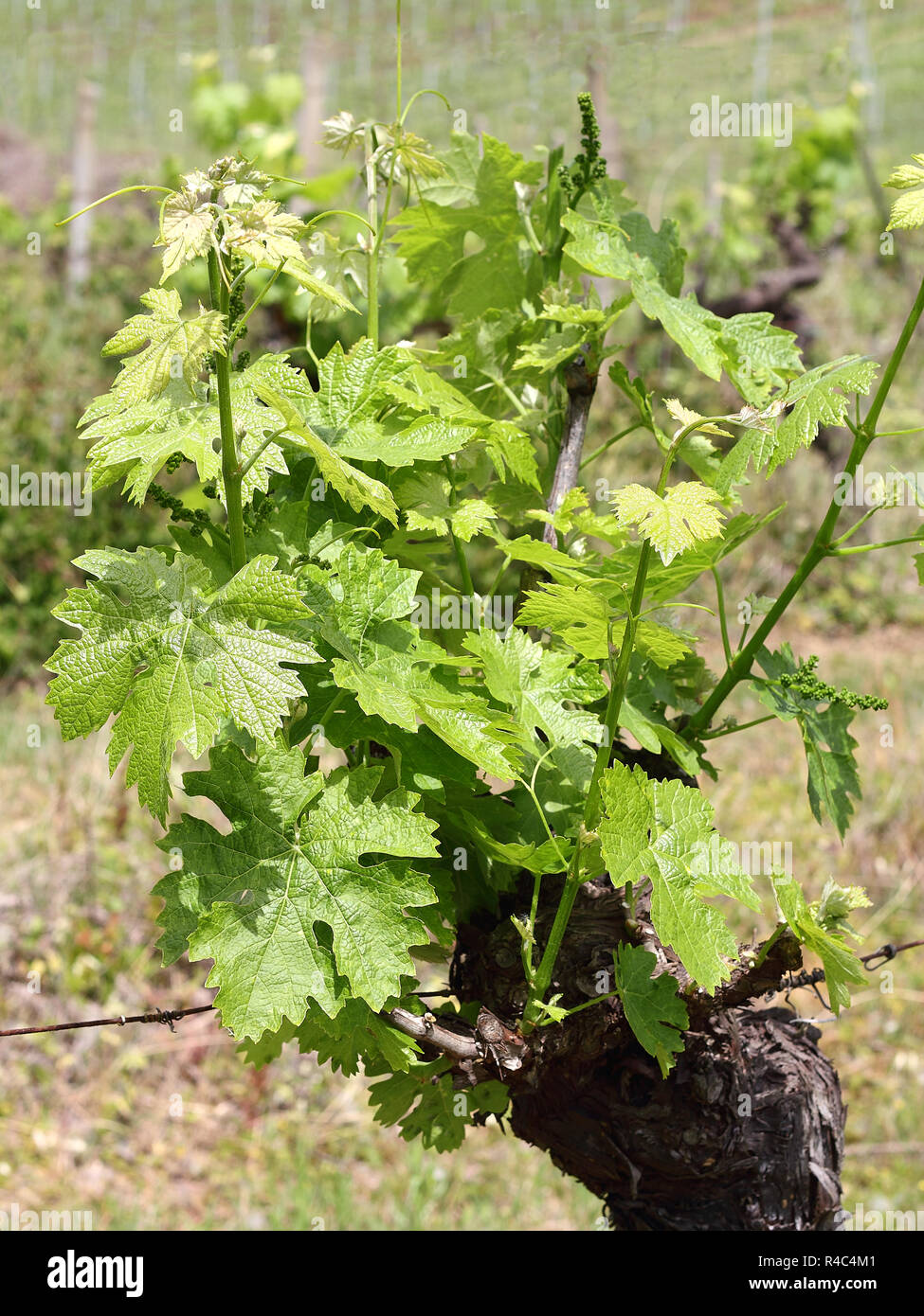 Weinstock in der Toskana in Italien Stockfoto