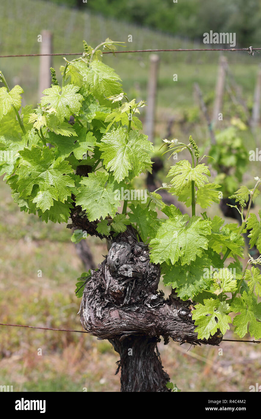 Weinstock im Chianti, Toskana Stockfoto