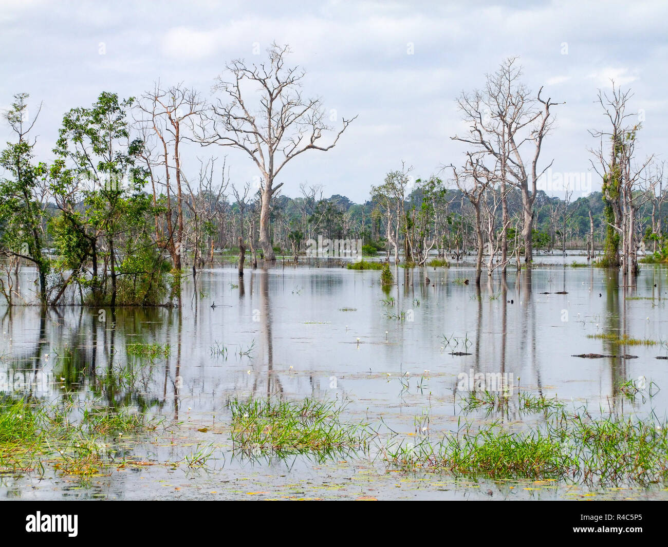 Um Neak Pean in Angkor Stockfoto