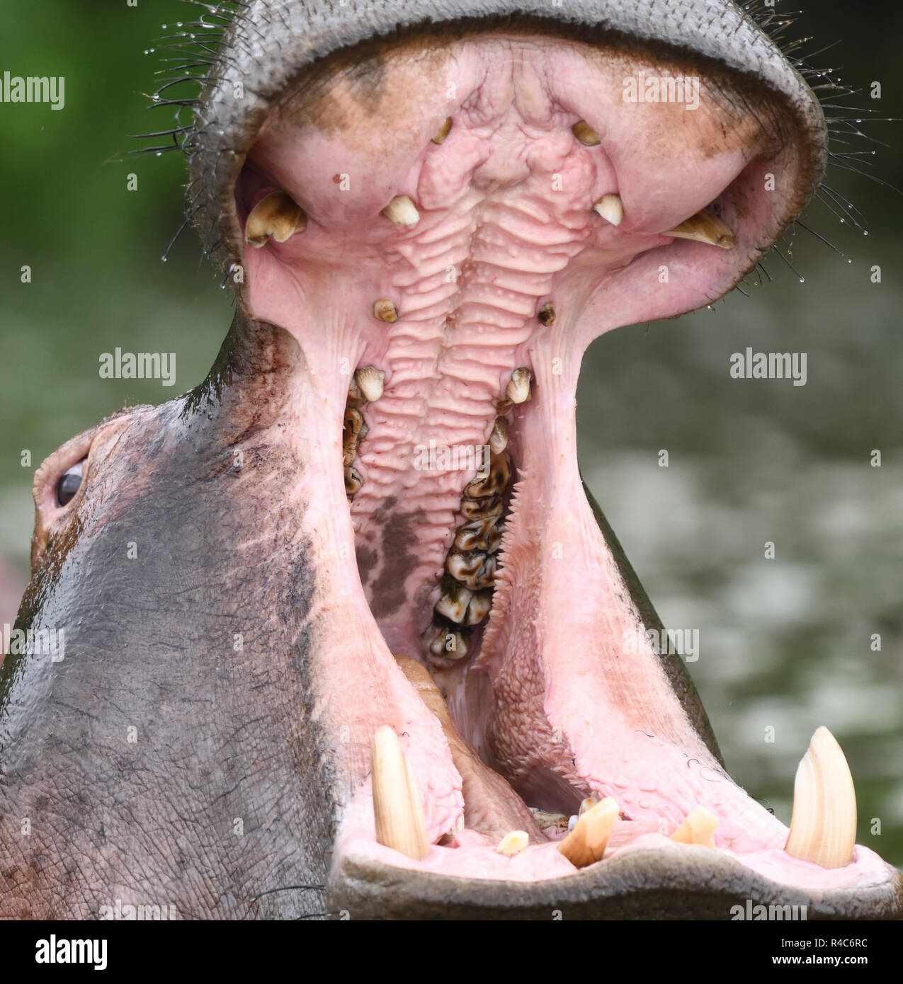 Ein Nilpferd (Hippopotamus amphibischen) macht eine bedrohliche Anzeige durch Öffnen der riesigen Mund und die Zähne. Lake Mburo Nationalpark, Ugan Stockfoto