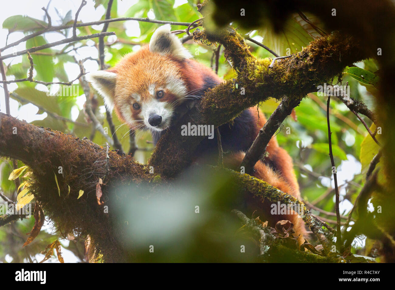 Gefährdeten Roten Panda oder Ailurus fulgens in Wild at Singalila Nationalpark in Indo-Nepal region Stockfoto
