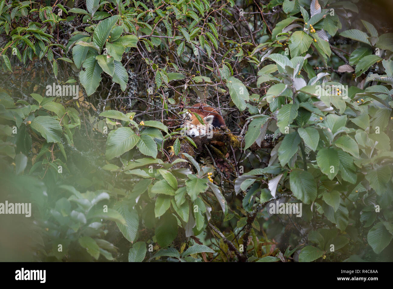 Gefährdeten Roten Panda oder Ailurus fulgens in Wild at Singalila Nationalpark in Indo-Nepal region Stockfoto