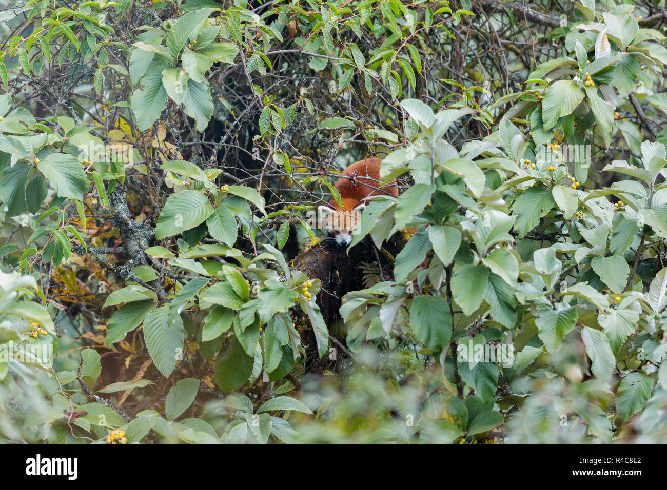 Gefährdeten Roten Panda oder Ailurus fulgens in Wild at Singalila Nationalpark in Indo-Nepal region Stockfoto
