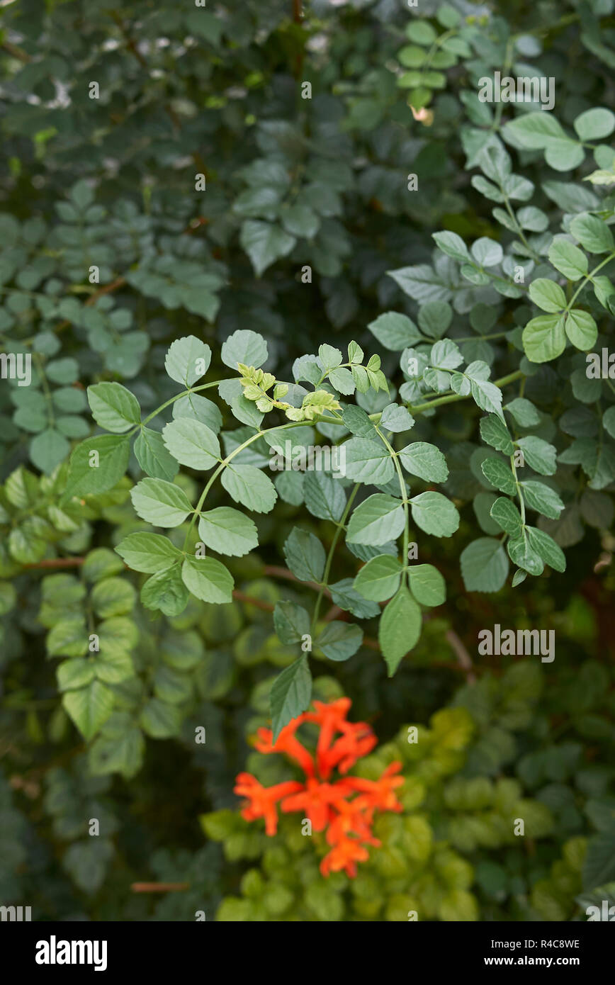 TECOMA capensis Stockfoto