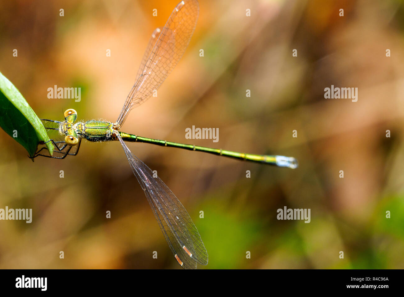 Emerald damselfly (Lestes sponsa) - Umbrien, Italien Stockfoto