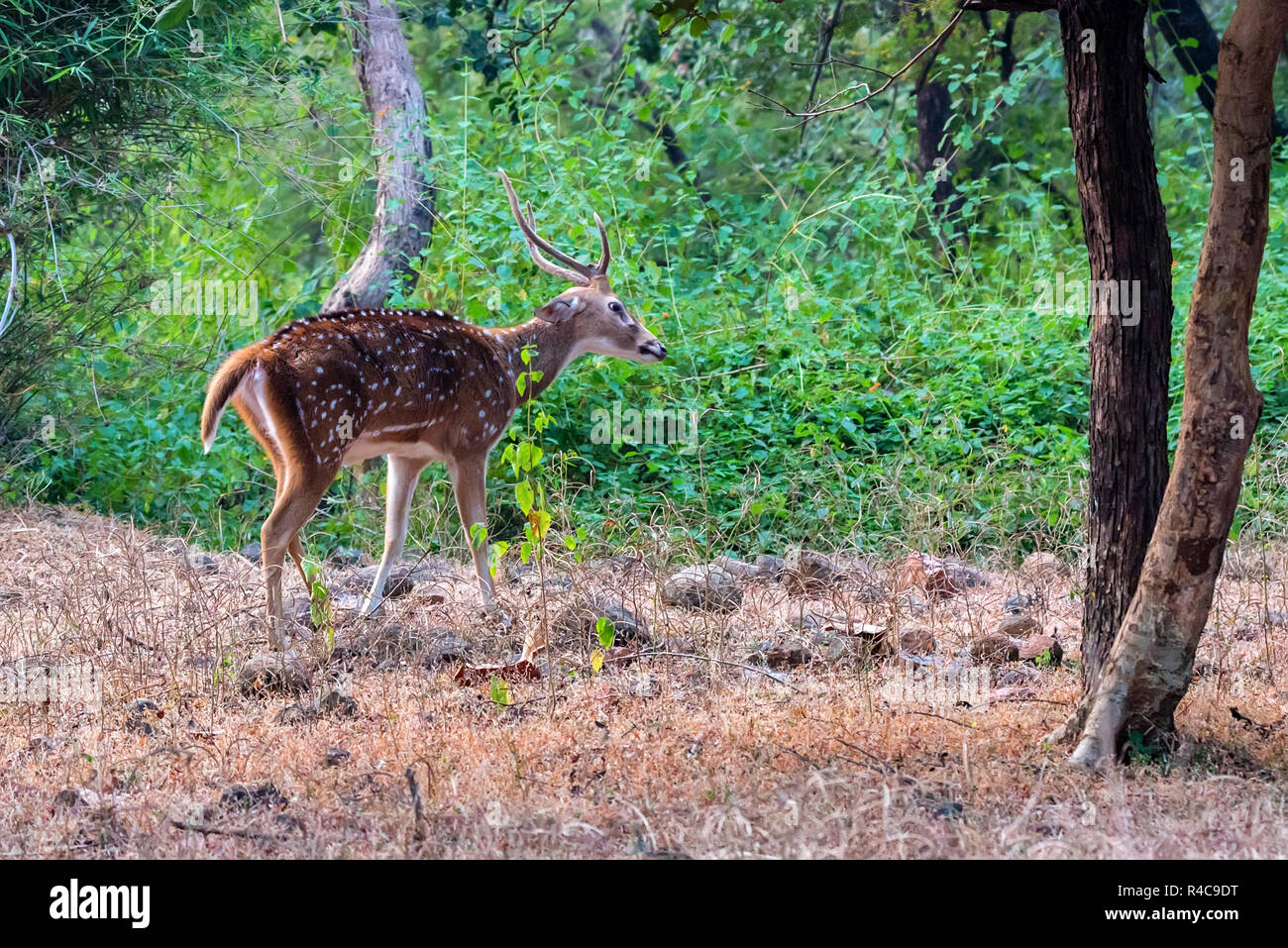 Junge Spotted Deer Chital oder eine Achse in Nationalpark Ranthambore Stockfoto