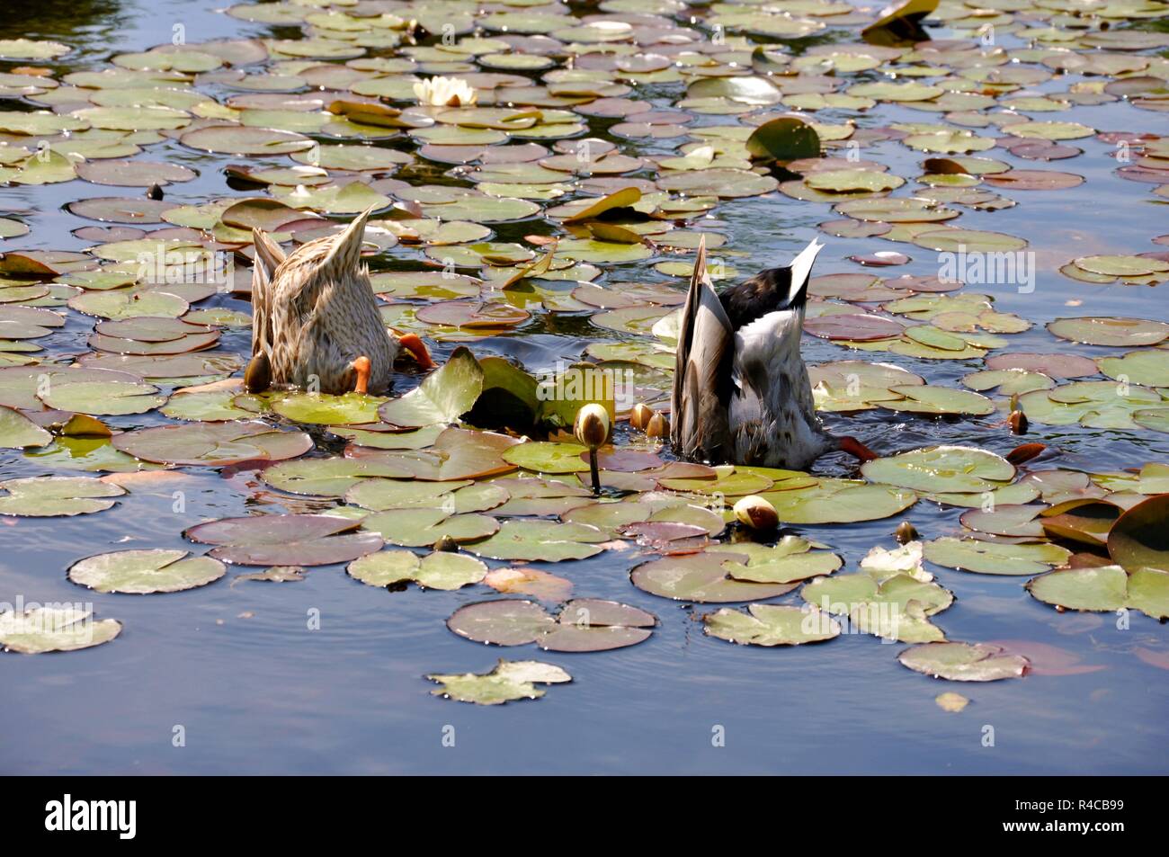 Zwei Enten mit dem Boden oben in der Mitte Der See Stockfoto