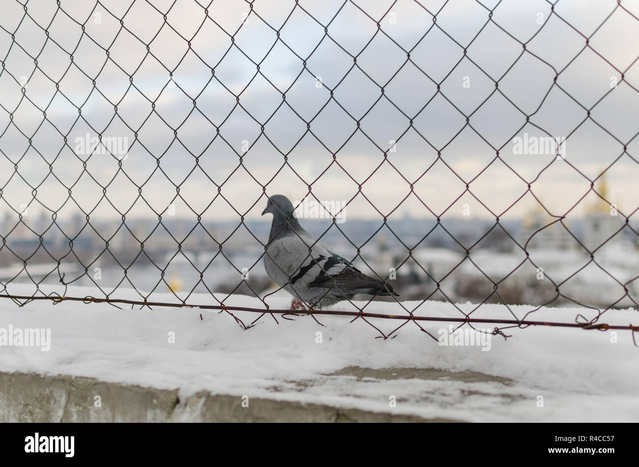 Stadt Taube. Die grauen schöne Wilde Taube stehend auf gesteinigt Zaun und nach der Chain-link Fence. Das ist Winter Hintergrund mit Schnee. Stockfoto