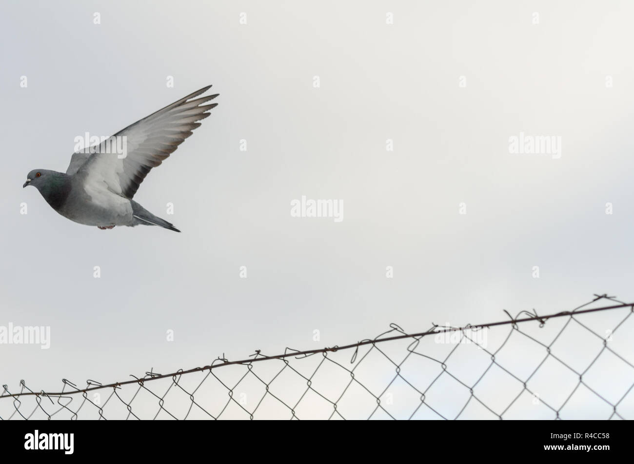 Stadt Taube. Die grauen Schöne freilebende Stadttaubenpopulationen über die Kette fliegen Maschendrahtzaun. Das ist Winter Himmel Hintergrund. Stockfoto