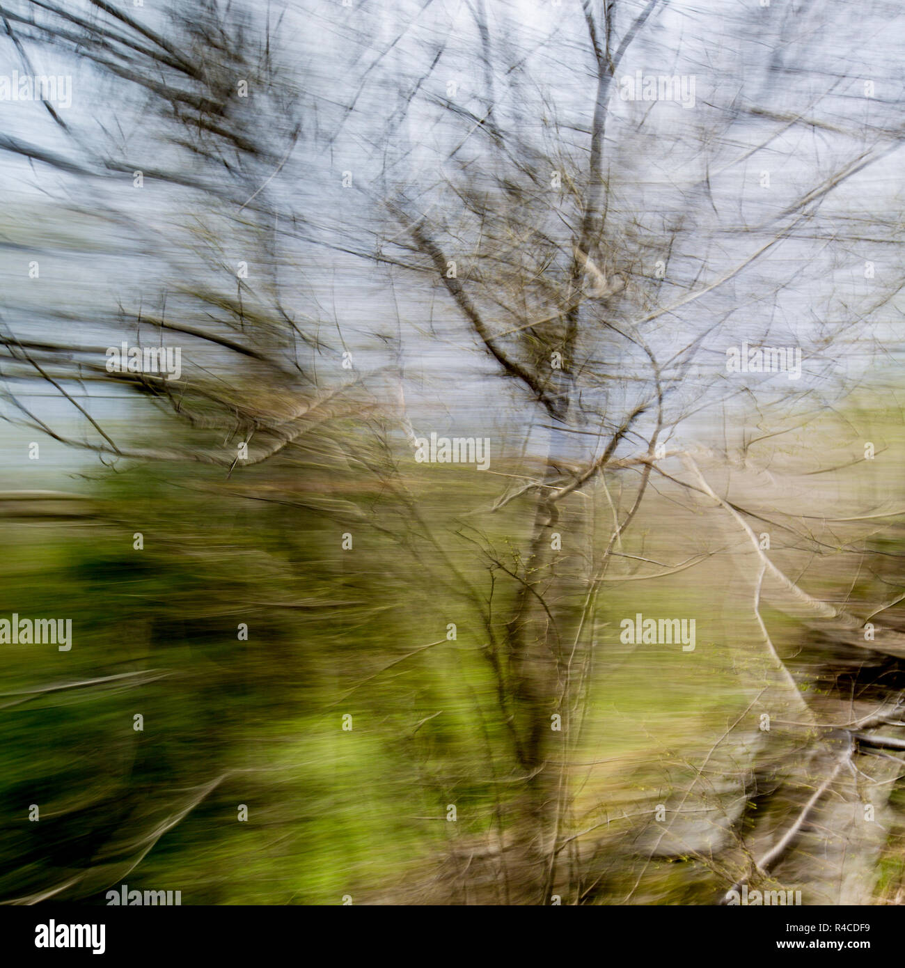 Birken wie in hoher Geschwindigkeit durch ein Autofenster gesehen Stockfoto