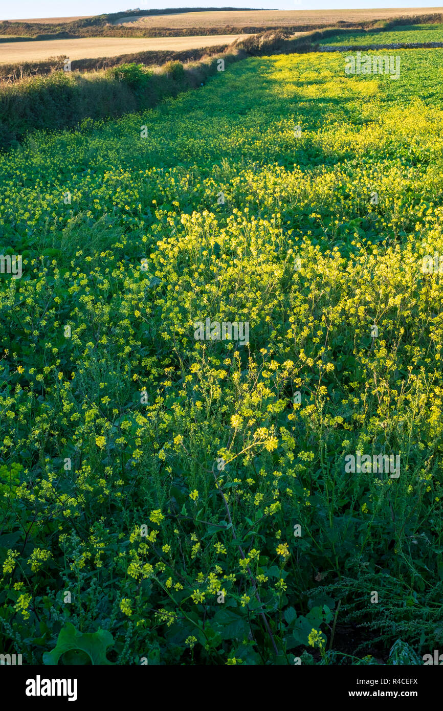 Im Feld Raps auf der Farm in South Devon Stockfoto